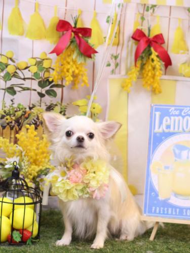 20240429うくちゃん